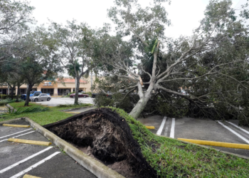 Un árbol arrancado de raíz por los fuertes vientos precedentes al huracán Ian yace en un estacionamiento de un centro comercial en Cooper City, Florida, el 28 el septiembre del 2022. Foto: AP/Wilfredo Lee