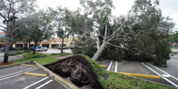 Un árbol arrancado de raíz por los fuertes vientos precedentes al huracán Ian yace en un estacionamiento de un centro comercial en Cooper City, Florida, el 28 el septiembre del 2022. Foto: AP/Wilfredo Lee