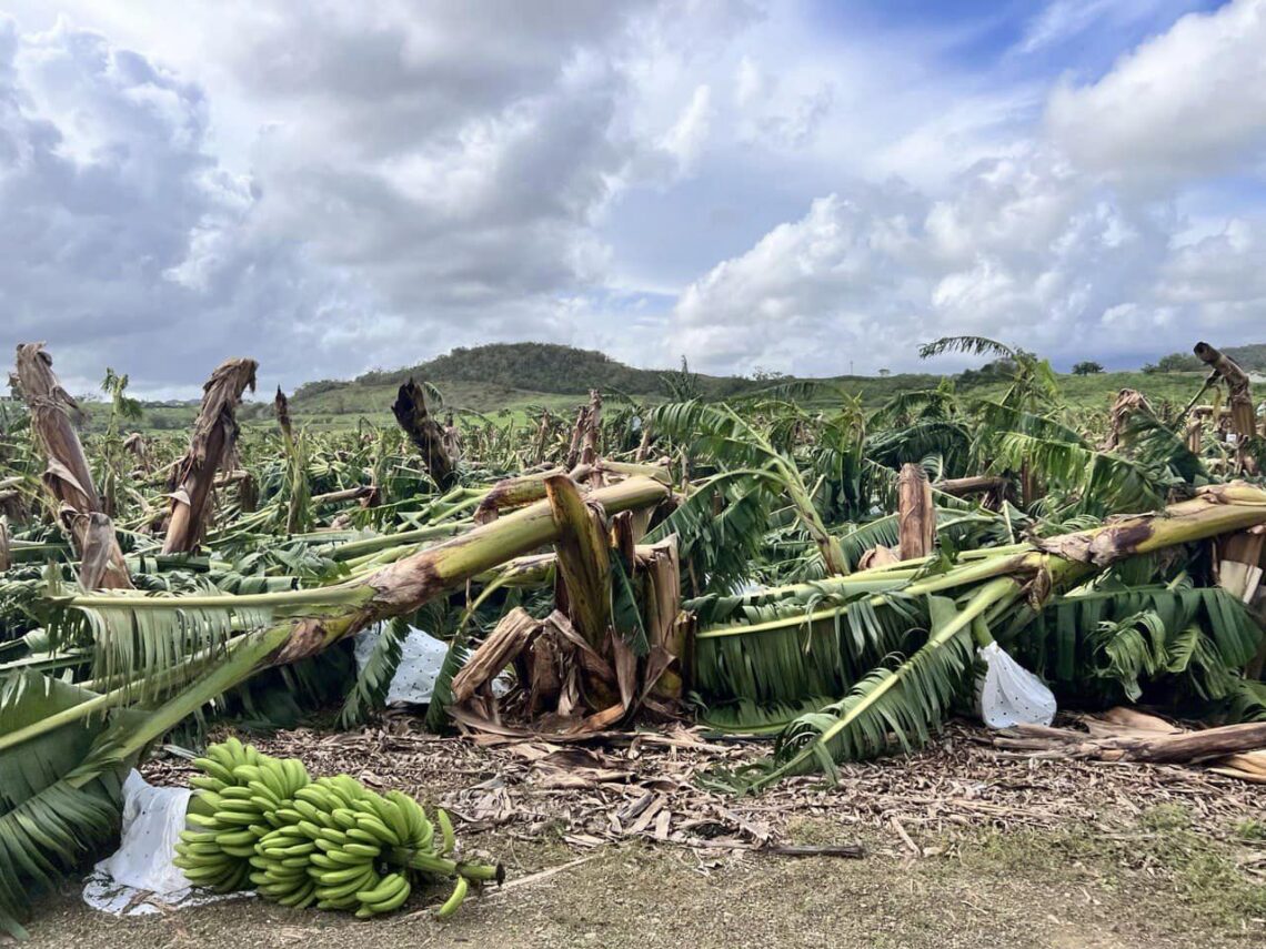 Cosecha de guineos perdida en la Finca Fabre de Sabana Grande. Foto: Secretario de Agricultura / Facebook