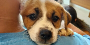 Uno de los cachorros que hizo el viaje. Foto: SASFA