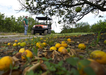 Foto de una cosecha de cítricos en Zolfo Springs, Florida. Foto: AP/Chris O'Meara