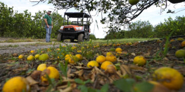 Foto de una cosecha de cítricos en Zolfo Springs, Florida. Foto: AP/Chris O'Meara