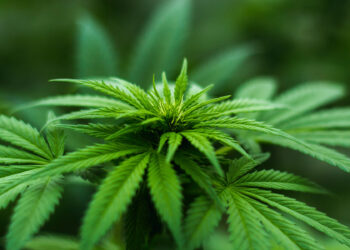 Planta de cannabis. Foto: Michael Fischer / Pexels