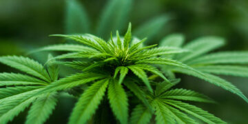 Planta de cannabis. Foto: Michael Fischer / Pexels