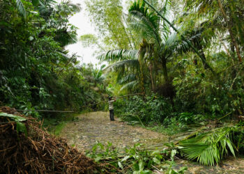 Limpieza de vereda en El Yunque tras el huracán Fiona. Foto suministrada