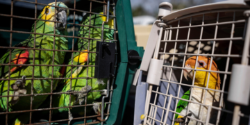 Loros en jaulas a la espera de ser llevados a tierra firme en Pine Island, Florida, el martes 4 de octubre de 2022. Foto: AP/Robert Bumsted