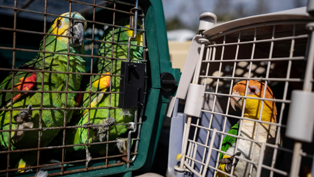 Loros en jaulas a la espera de ser llevados a tierra firme en Pine Island, Florida, el martes 4 de octubre de 2022. Foto: AP/Robert Bumsted