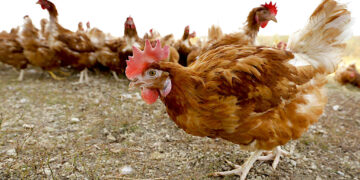 Foto: Charlie Neibergall | AP (archivo)