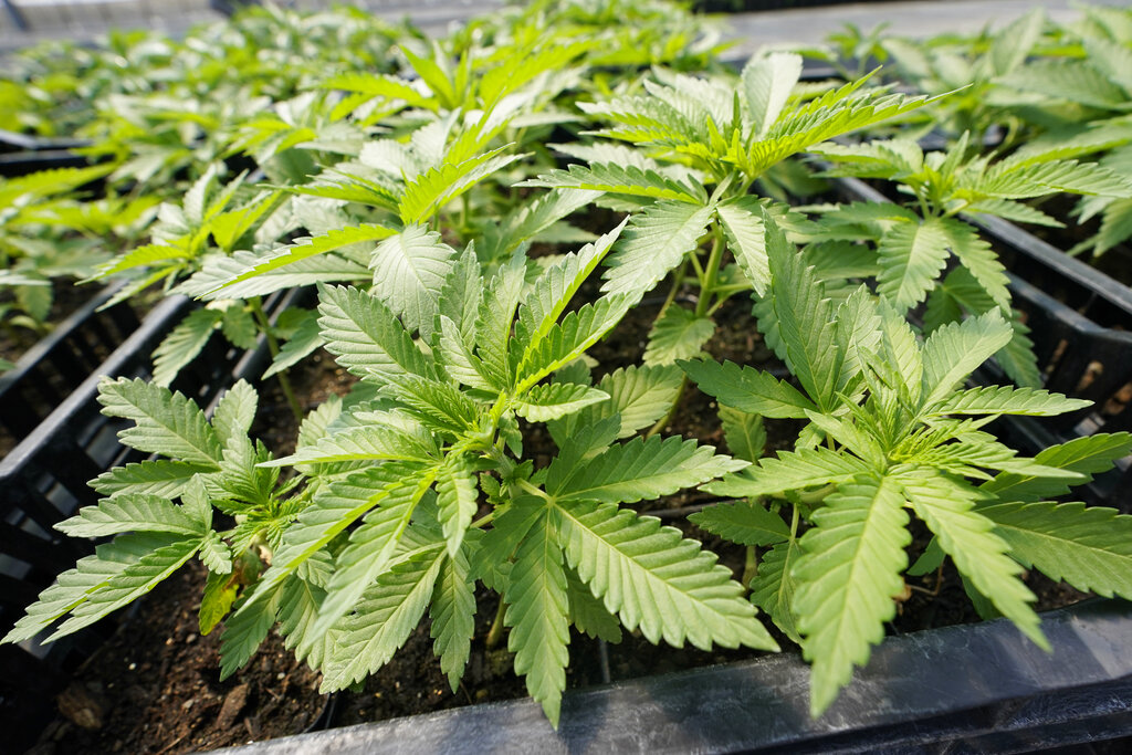 Plantas de marihuana en Hepworth Farms,  Milton, Nueva York (Foto: AP/Mary Altaffer)