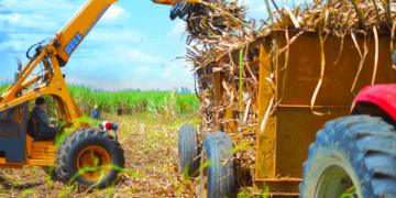 Central Romana Corporation Limited. Foto suministrada