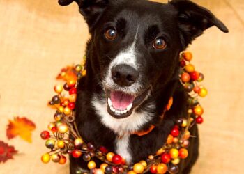 Foto:Best Friends Animal Society (suministrada)