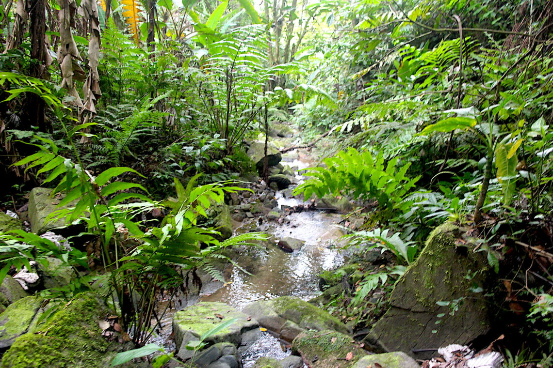 Foto: Para la Naturaleza