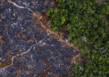 Una zona quemada del bosque tropical de la Amazonia en Prainha, en Pará, Brasil. (Foto: Leo Correa / AP)