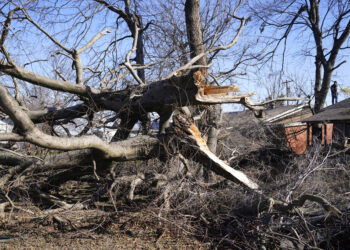 Damian Reinhold revisa el daño a unos árboles que fueron derribados por un tornado afuera de la casa de su amigo, el martes 13 de diciembre de 2022, en Wayne, Oklahoma. (AP Foto/Sue Ogrocki)