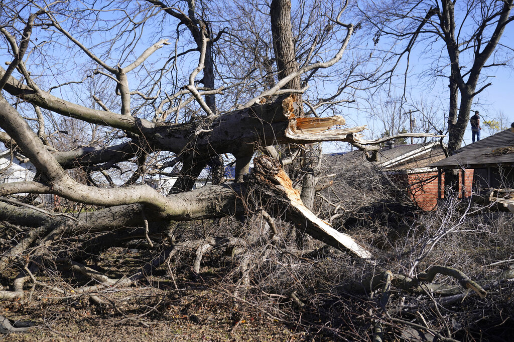 Damian Reinhold revisa el daño a unos árboles que fueron derribados por un tornado afuera de la casa de su amigo, el martes 13 de diciembre de 2022, en Wayne, Oklahoma. (AP Foto/Sue Ogrocki)