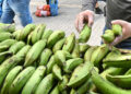 Plátanos. (Foto: Departamento de Agricultura)