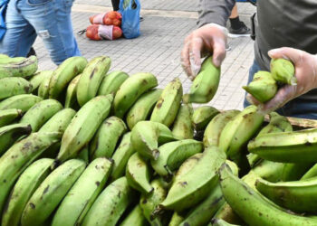 Plátanos. (Foto: Departamento de Agricultura)