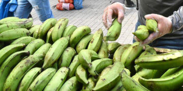 Plátanos. (Foto: Departamento de Agricultura)
