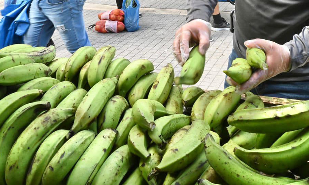 Plátanos. (Foto: Departamento de Agricultura)