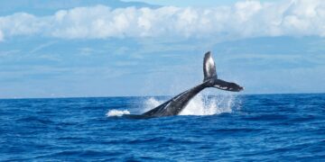 Ballena. (Foto: Abigail Lynn / Unsplash)