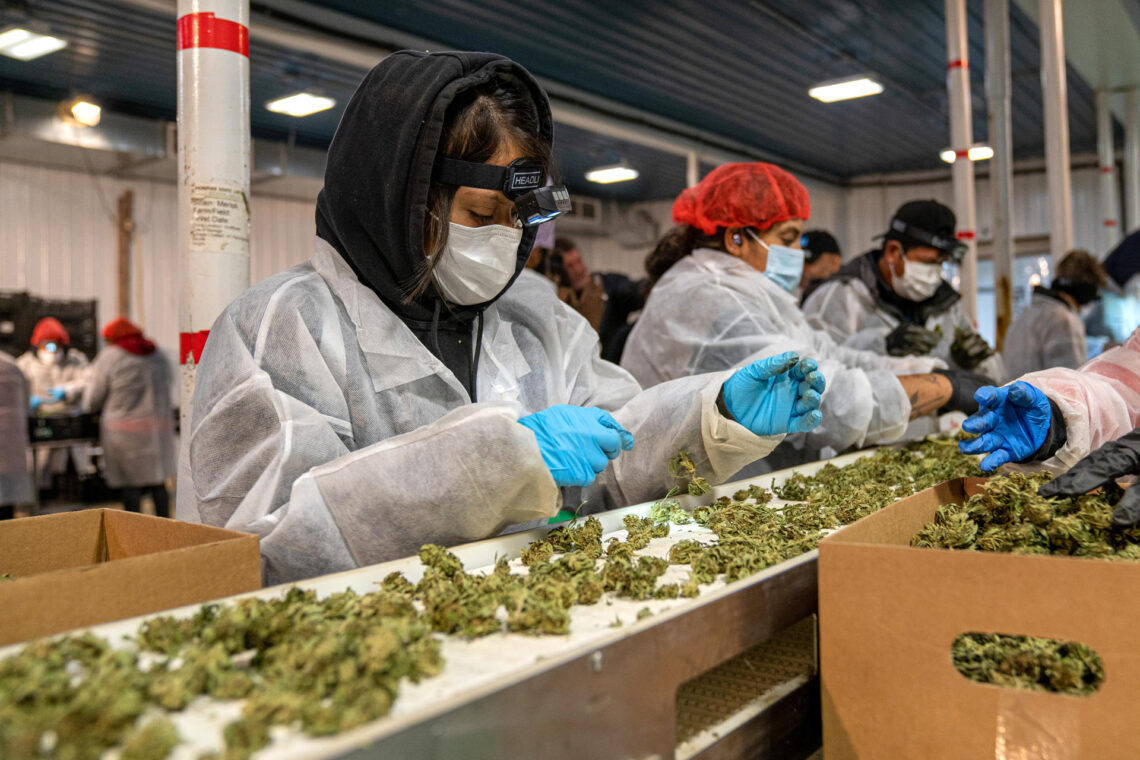 Producción de cannabis en la granja Pura Hepworth en Nueva York. (Foto: Ángel Colmenares / EFE)