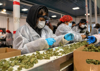 Producción de cannabis en la granja Pura Hepworth en Nueva York. (Foto: Ángel Colmenares / EFE)