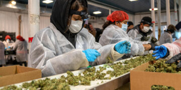 Producción de cannabis en la granja Pura Hepworth en Nueva York. (Foto: Ángel Colmenares / EFE)