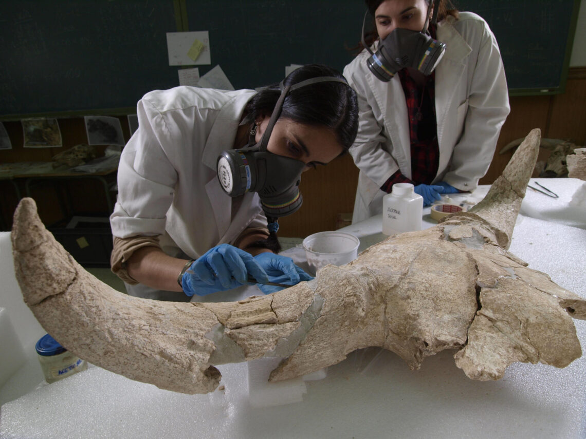 Dos científicas realizan trabajos en laboratorio de restauración de uno de los cráneos encontrados en el yacimiento de la cueva de la Des-Cubierta en Pinilla del Valle (Madrid). Foto: EFE/ Javier Trueba / Consejo Superior De Investigaciones Científicas