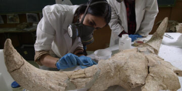 Dos científicas realizan trabajos en laboratorio de restauración de uno de los cráneos encontrados en el yacimiento de la cueva de la Des-Cubierta en Pinilla del Valle (Madrid). Foto: EFE/ Javier Trueba / Consejo Superior De Investigaciones Científicas