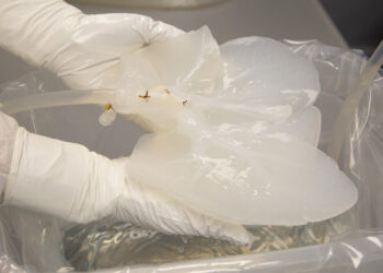 Un empleado técnico sostiene un hígado de cerdo que ha sido "descelularizado" el martes 8 de diciembre de 2022, en un laboratorio Miromatrix en Eden Prairie, Minnesota. (AP Foto/Andy Clayton-King)