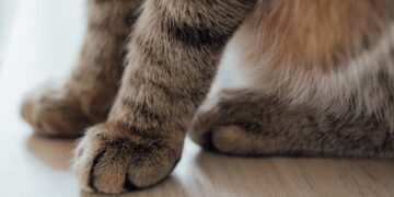 (Foto: Arina Krasnikova / Pexels)