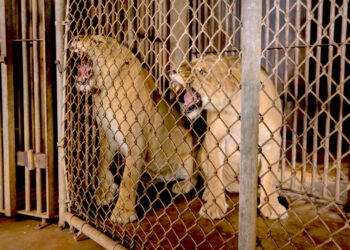 Dos leones rugen dentro de sus jaulas antes de ser transferidos del Zoológico de Mayagüez a Colorado. (Foto: Alejandro Granadillo / AP)