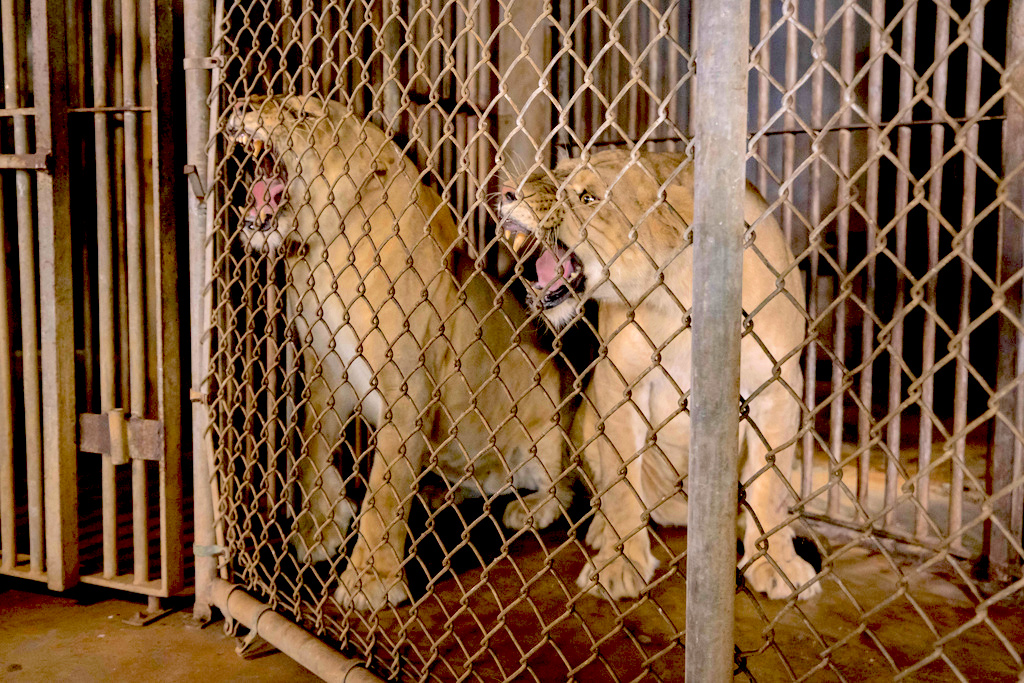 Dos leones rugen dentro de sus jaulas antes de ser transferidos del Zoológico de Mayagüez a Colorado. (Foto: Alejandro Granadillo / AP)