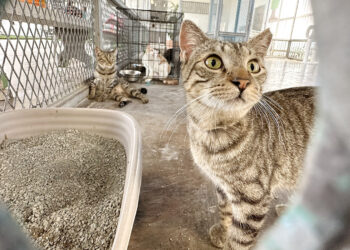 Gatos en el Albergue de Animales de Ponce. (Foto: Michelle Estrada Torres / La Perla del Sur)