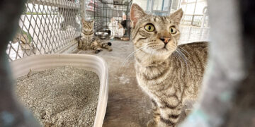 Gatos en el Albergue de Animales de Ponce. (Foto: Michelle Estrada Torres / La Perla del Sur)