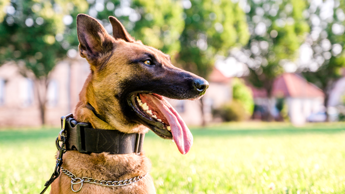Perro Pastor Belga Malinois. (Foto: Canva)