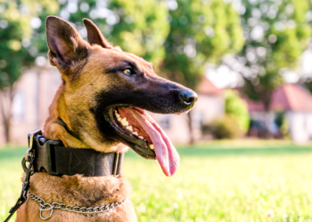 Perro Pastor Belga Malinois. (Foto: Canva)
