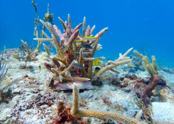 Corales naturales y artificiales en un área de protección en Culebra. (Foto suministrada)