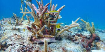 Corales naturales y artificiales en un área de protección en Culebra. (Foto suministrada)