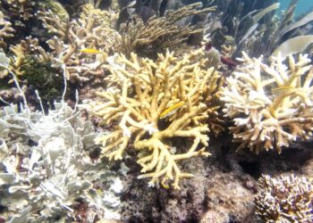 Coral de fuego y corales cuerno de venado en el arrecife North Dry Rocks, frente a Cayo Largo, en Florida. (Foto: Liv Williamson/Escuela Rosenstiel de Ciencias Marinas, Atmosféricas y de la Tierra, en la Universidad de Miami vía AP)