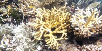 Coral de fuego y corales cuerno de venado en el arrecife North Dry Rocks, frente a Cayo Largo, en Florida. (Foto: Liv Williamson/Escuela Rosenstiel de Ciencias Marinas, Atmosféricas y de la Tierra, en la Universidad de Miami vía AP)