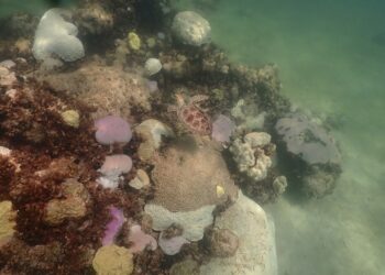 (Foto: Andrew Ibarra/NOAA vía AP)