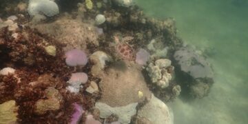 (Foto: Andrew Ibarra/NOAA vía AP)