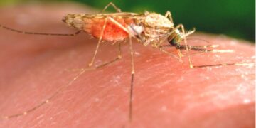 Foto: James Gathany/CDC vía AP, Archivo