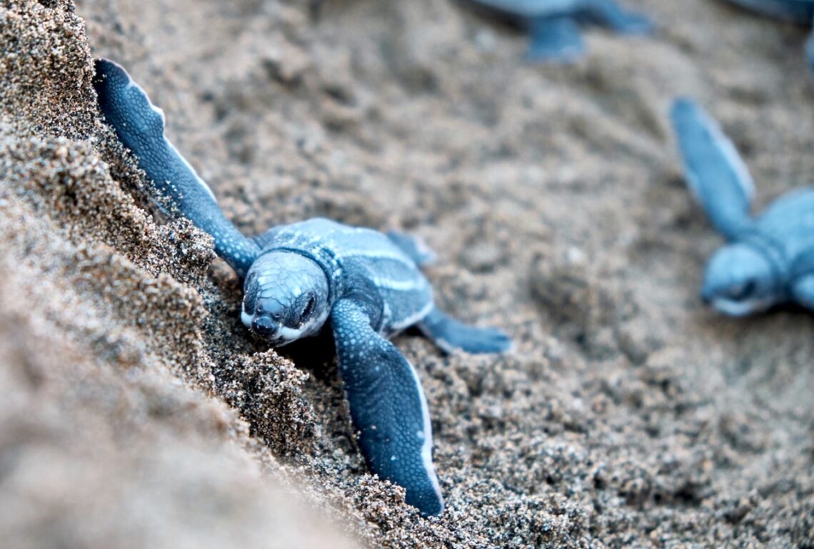 Tinglar. (Foto: Jolo Díaz en Pexels)