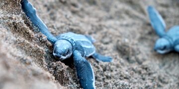 Tinglar. (Foto: Jolo Díaz en Pexels)