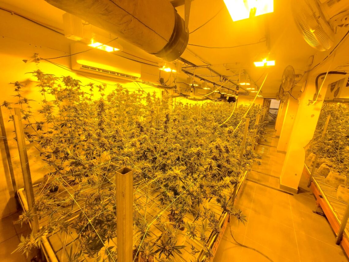 Plantas de marihuana ocupadas por la Policía. (Foto suministrada)