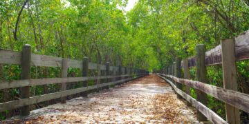 Bosque de Piñones. (Foto: DRNA)