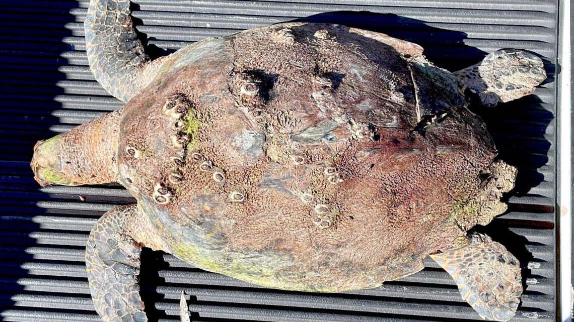 Tortuga carey encontrada muerta en La Parguera, en Lajas. (Foto: Tortugueros del Sur / Facebook)