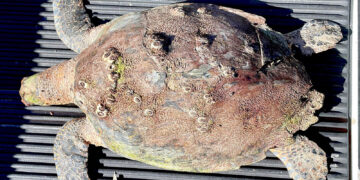 Tortuga carey encontrada muerta en La Parguera, en Lajas. (Foto: Tortugueros del Sur / Facebook)